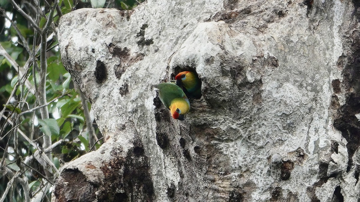 Large Fig-Parrot - ML646534076