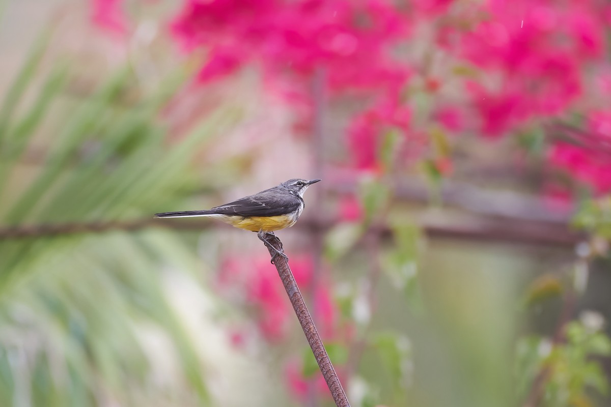 Madagascar Wagtail - ML646534077