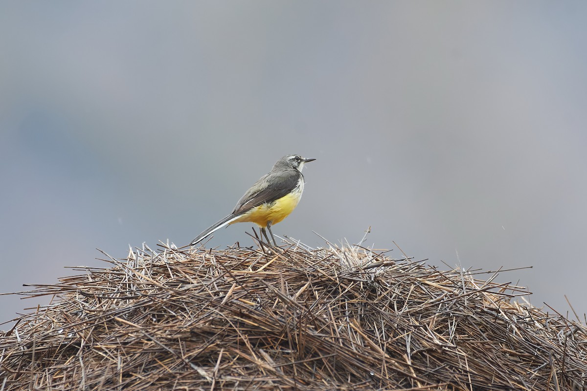 Madagascar Wagtail - ML646534078