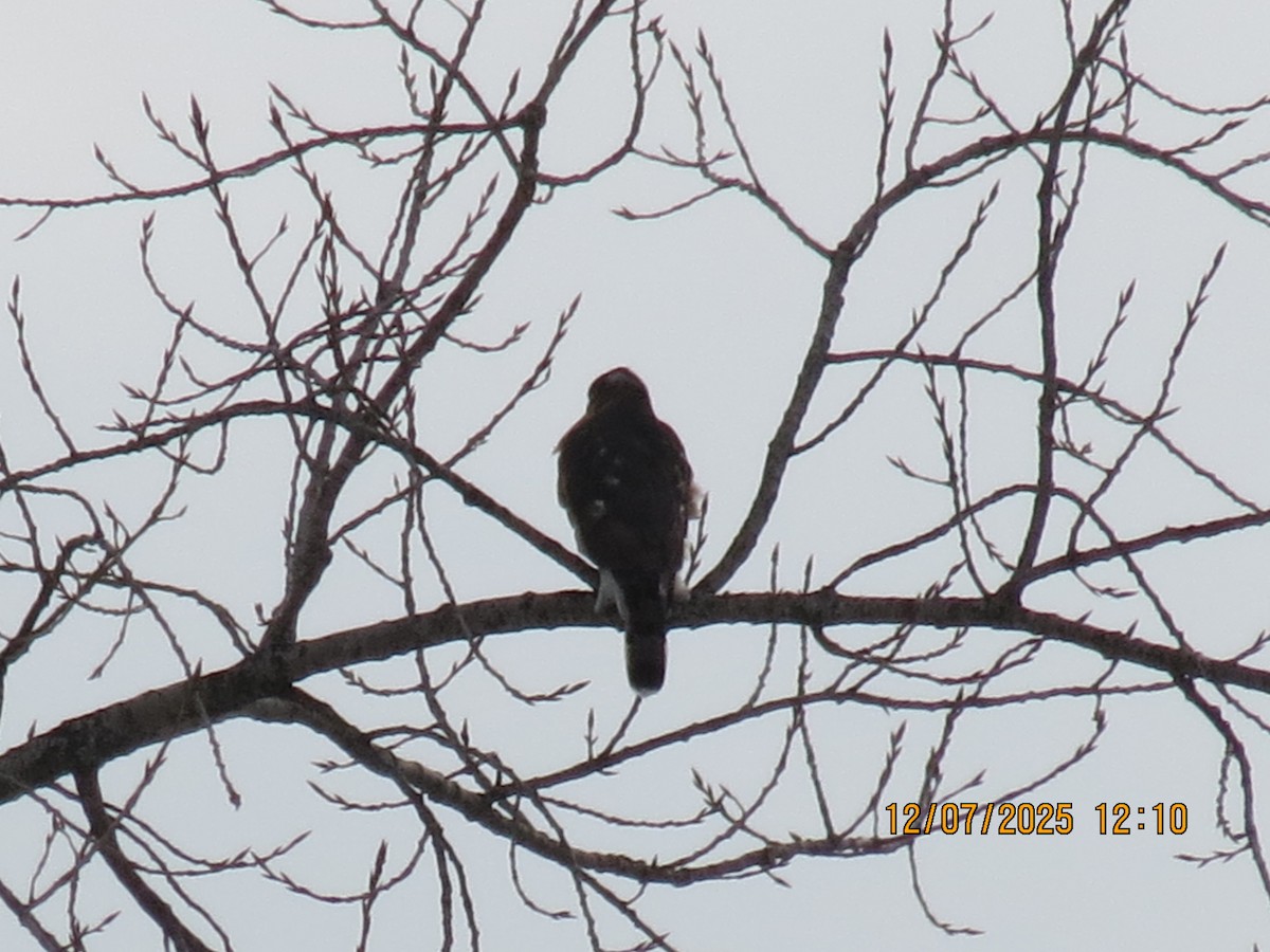 Cooper's Hawk - ML646534079