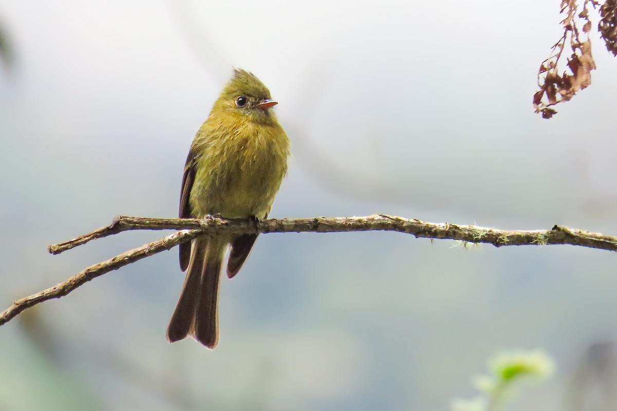 Mosquero Moñudo Oliváceo - ML646534080