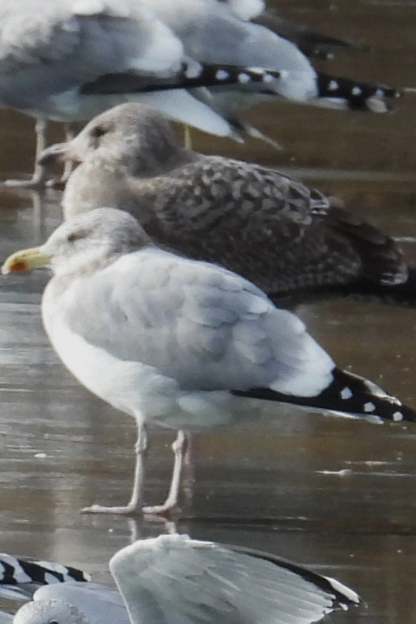 アメリカセグロカモメ - ML646534088