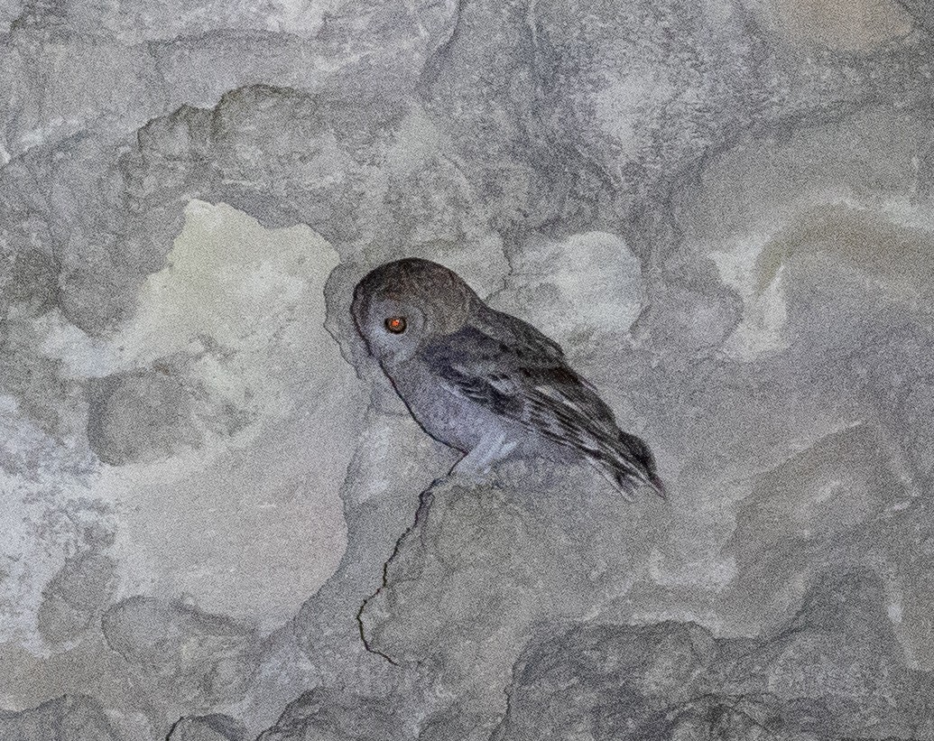 Desert Owl - ML646534090