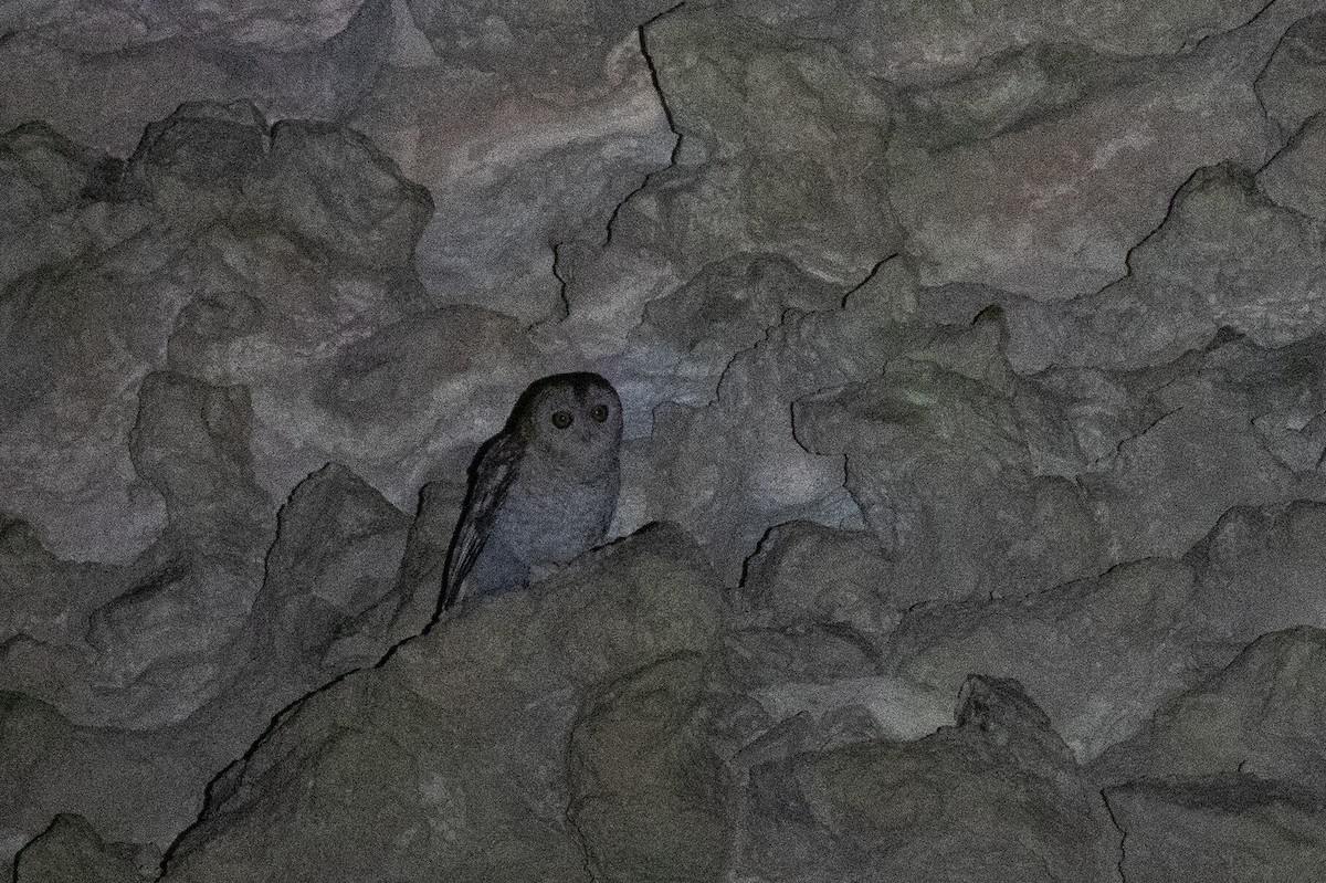 Desert Owl - ML646534091