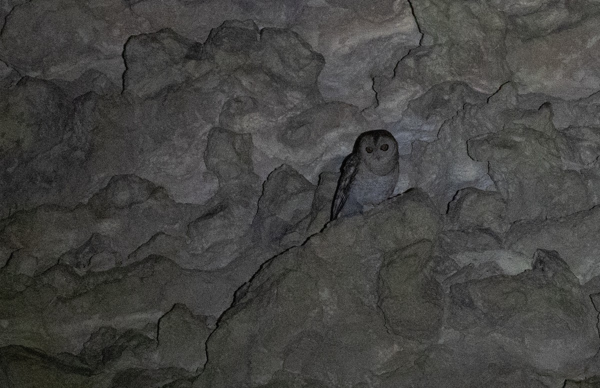 Desert Owl - ML646534092