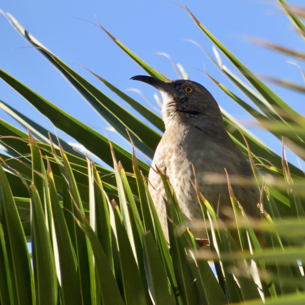 kaktusspottefugl - ML646534101