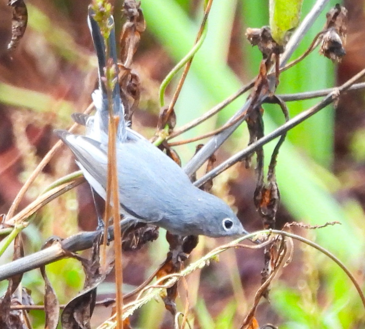 nordmyggsmett - ML646534102