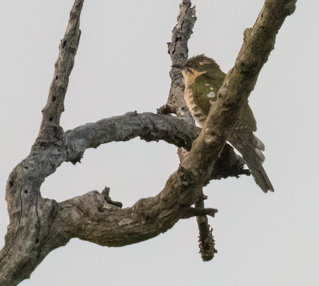 diderikgjøk - ML646534103