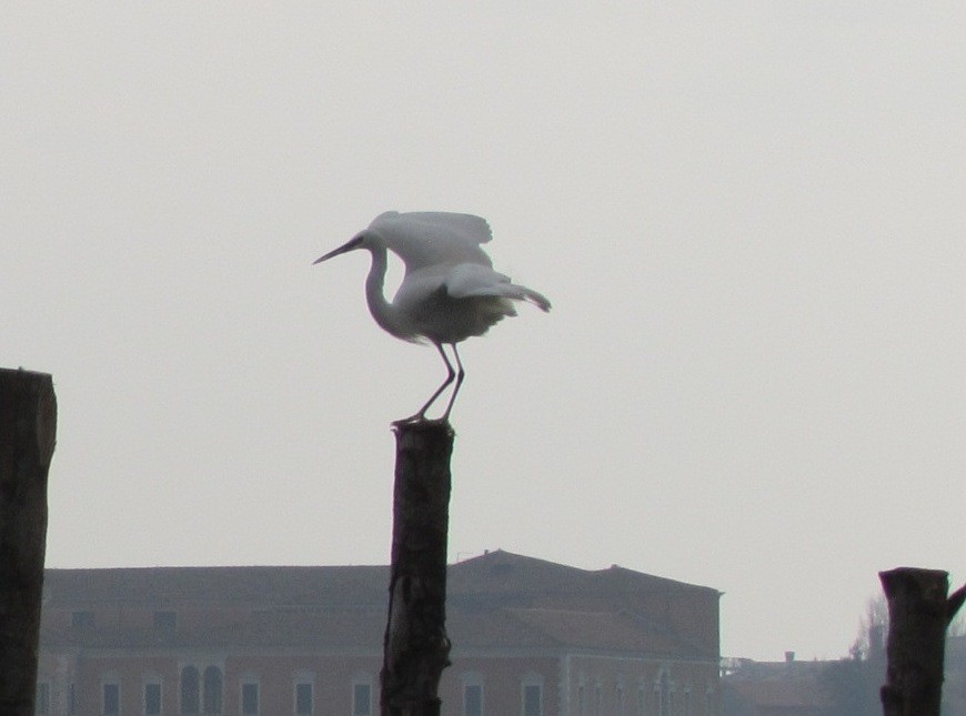 egretthegre - ML646534105