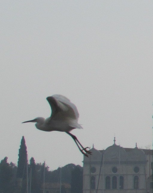 egretthegre - ML646534106