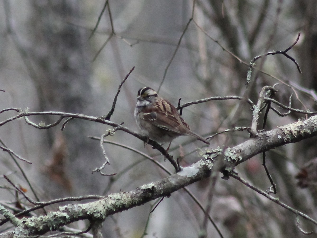 hvitstrupespurv - ML646534107