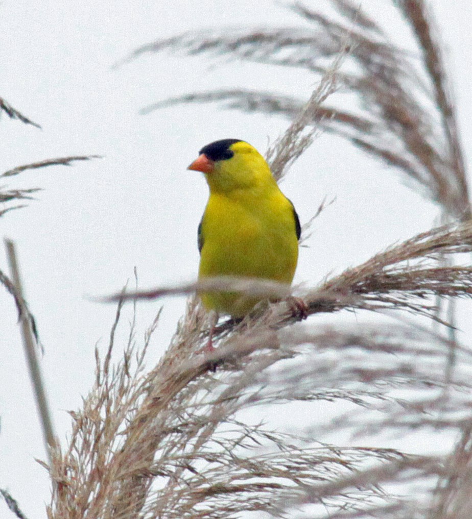 gulstillits - ML646534108