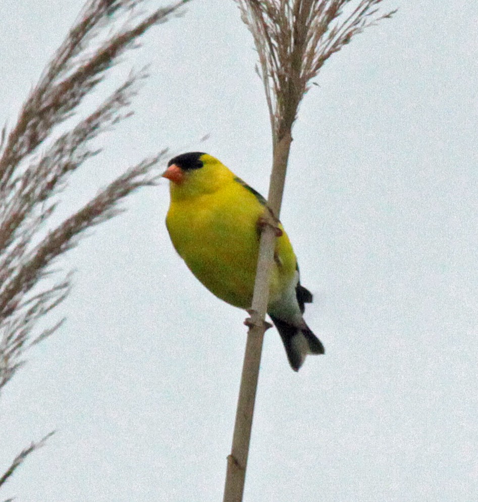 gulstillits - ML646534109