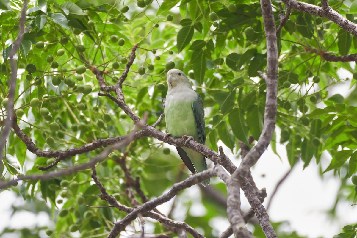 gråhodeamorpapitt - ML646534110