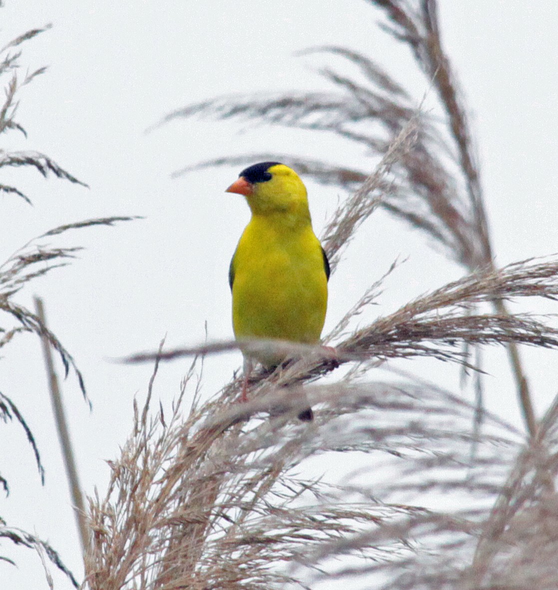 gulstillits - ML646534111