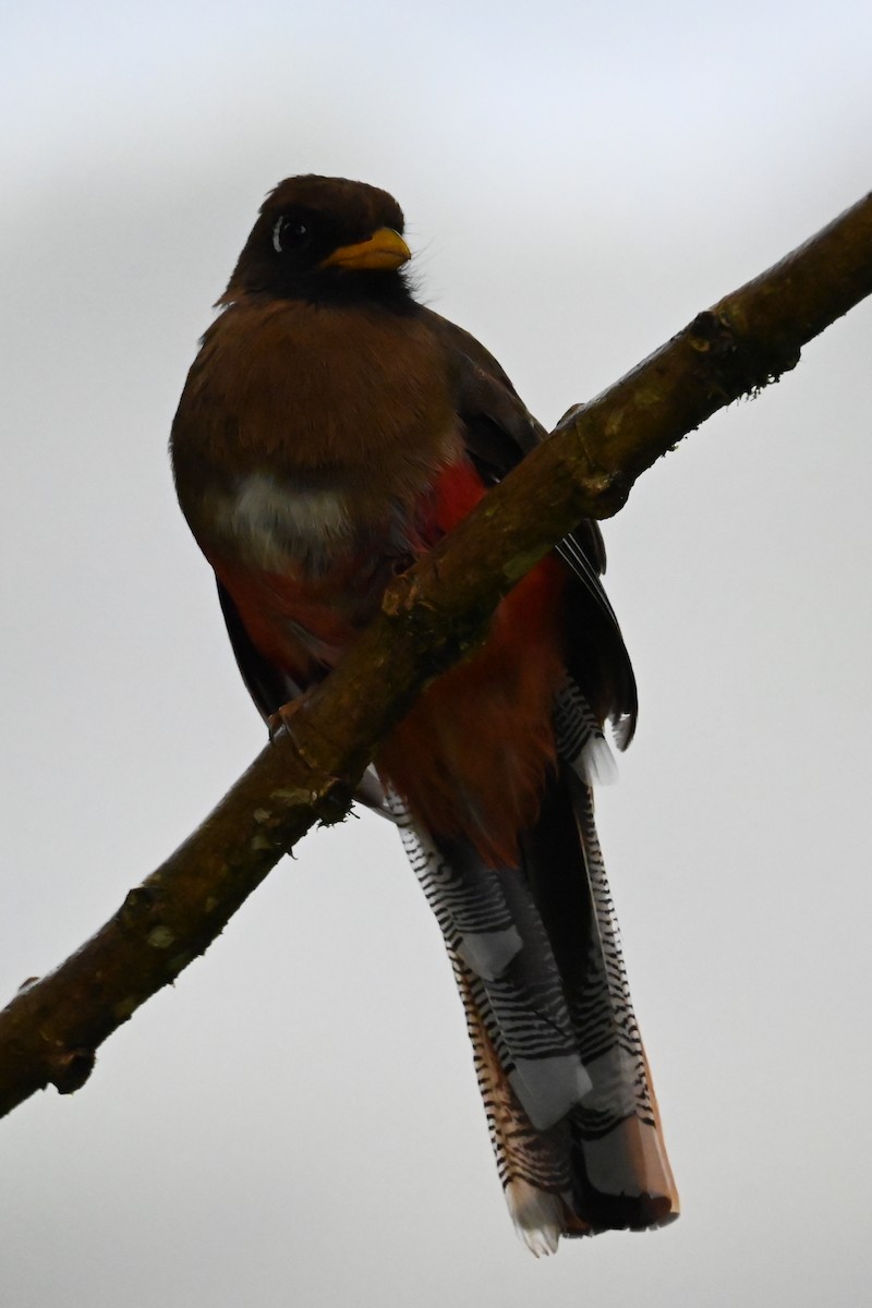 masketrogon - ML646534113