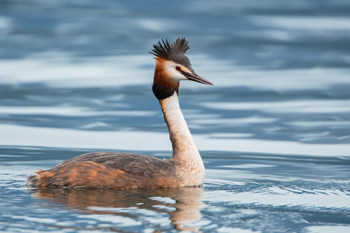 toppdykker - ML646534116