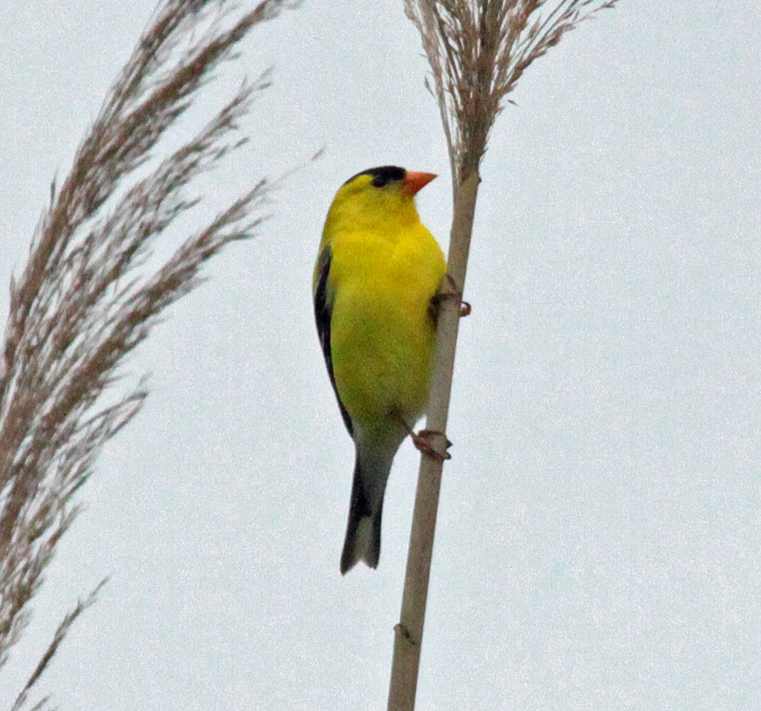 gulstillits - ML646534117