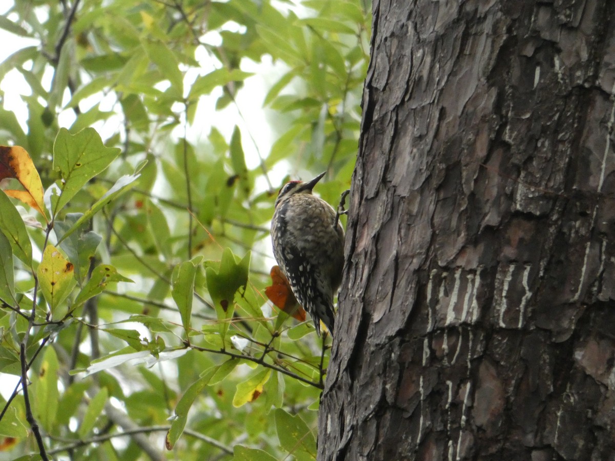 kanadasevjespett - ML646534118