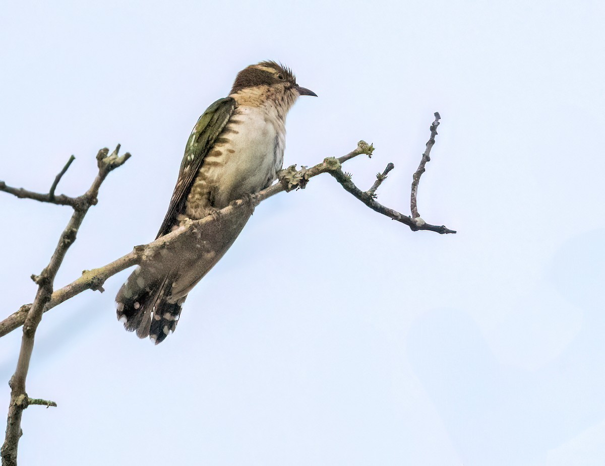 diderikgjøk - ML646534120