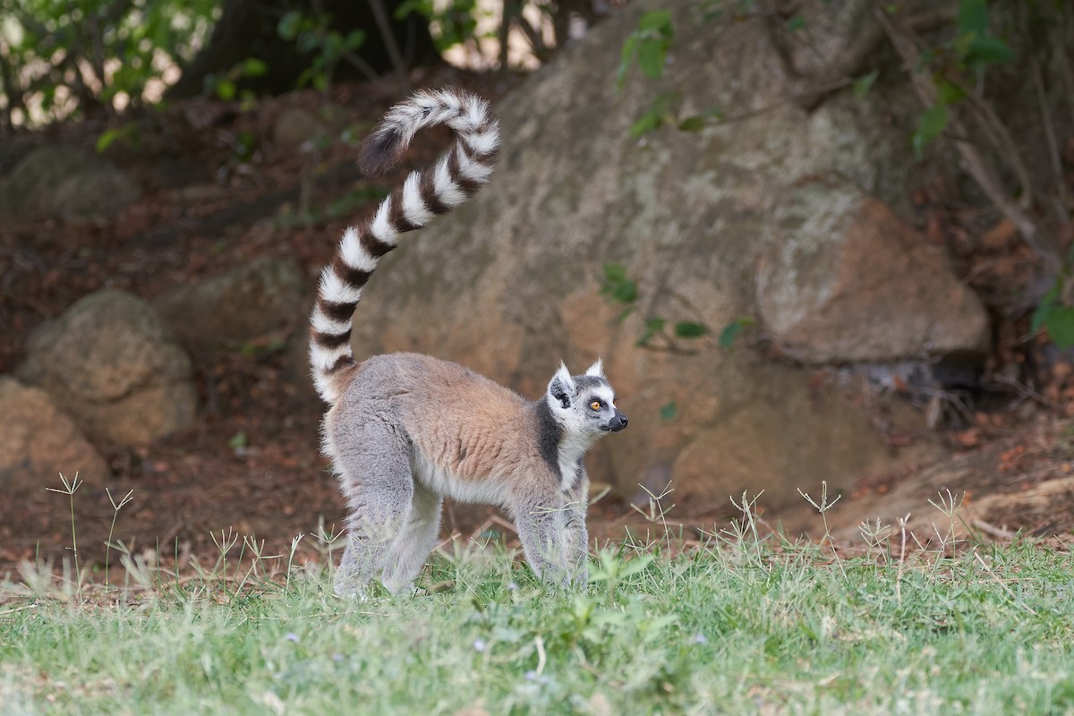 Ring-tailed Lemur - ML646534121