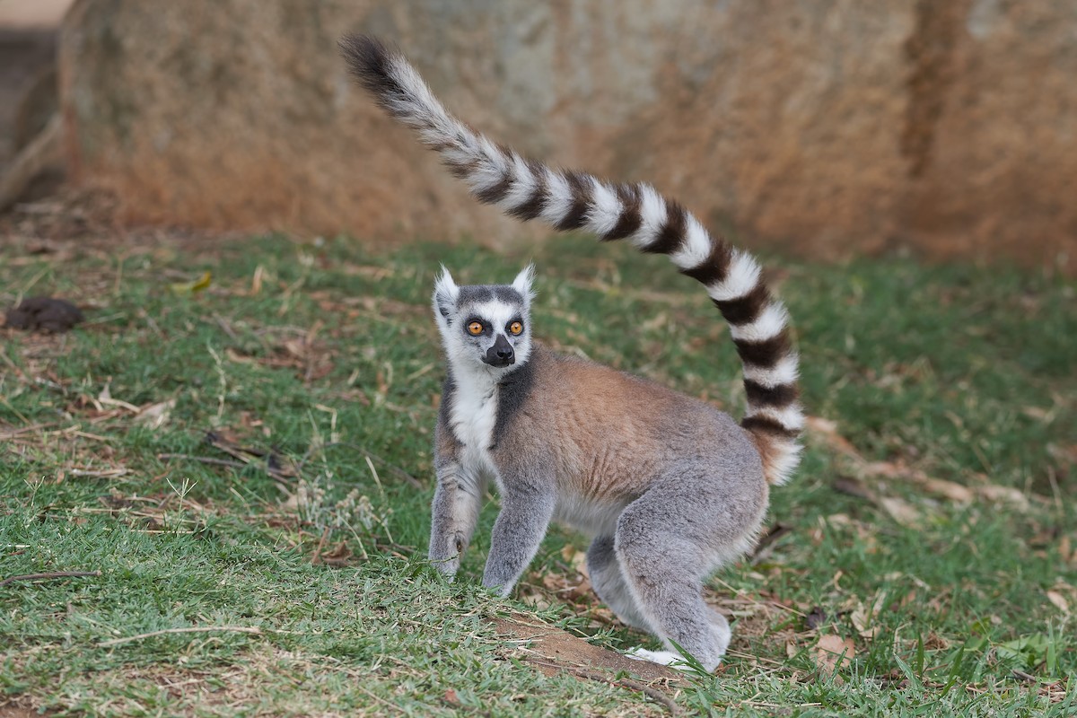 Ring-tailed Lemur - ML646534122