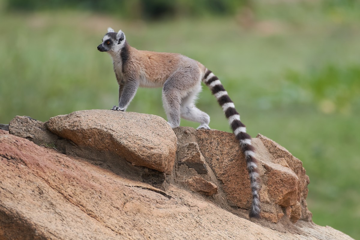 Ring-tailed Lemur - ML646534123