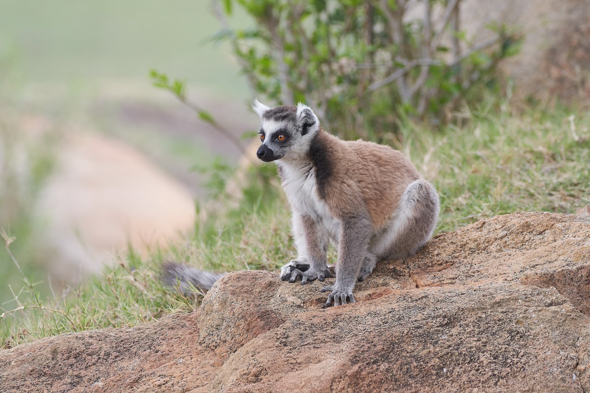 Ring-tailed Lemur - ML646534124