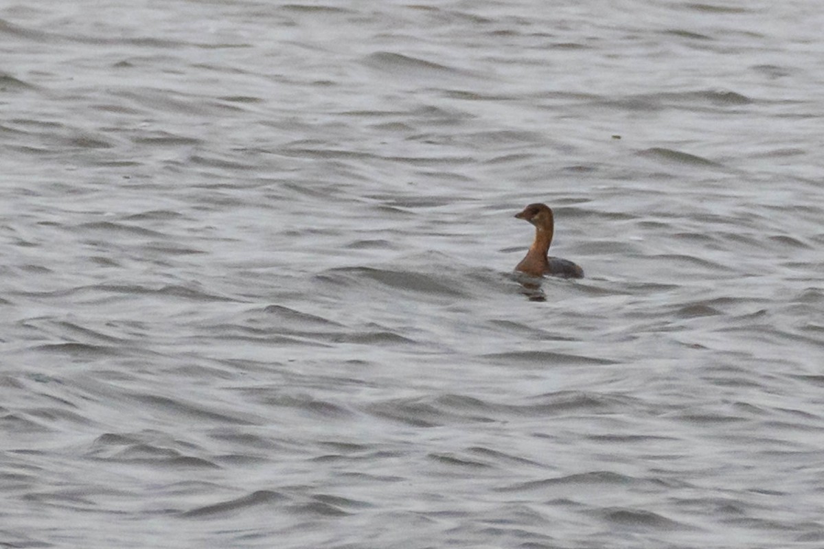 ringnebbdykker - ML646534126