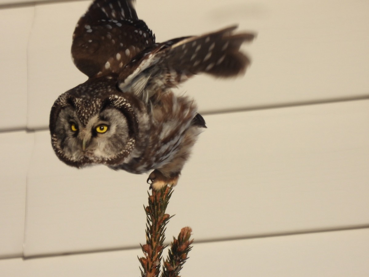 Boreal Owl - ML646534127