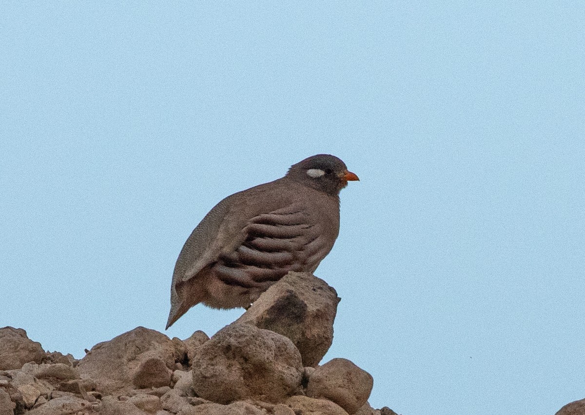 beduinhøne - ML646534128