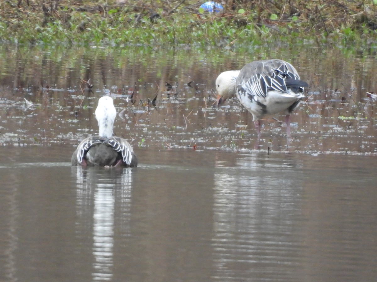 Snow Goose - ML646534130
