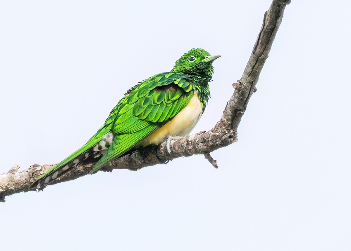 smaragdgjøk - ML646534131