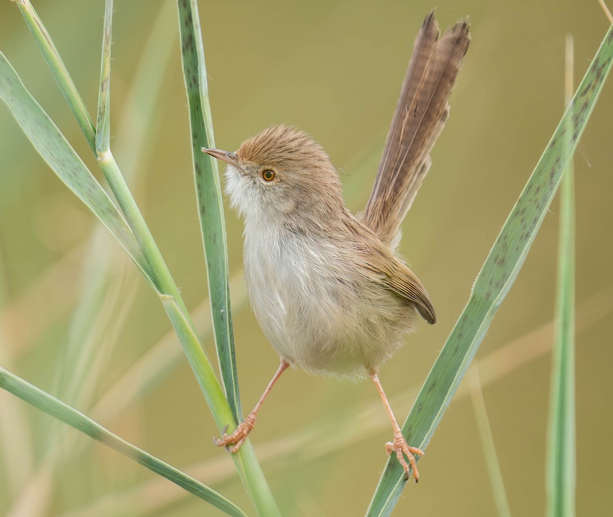 alveprinia - ML646534138