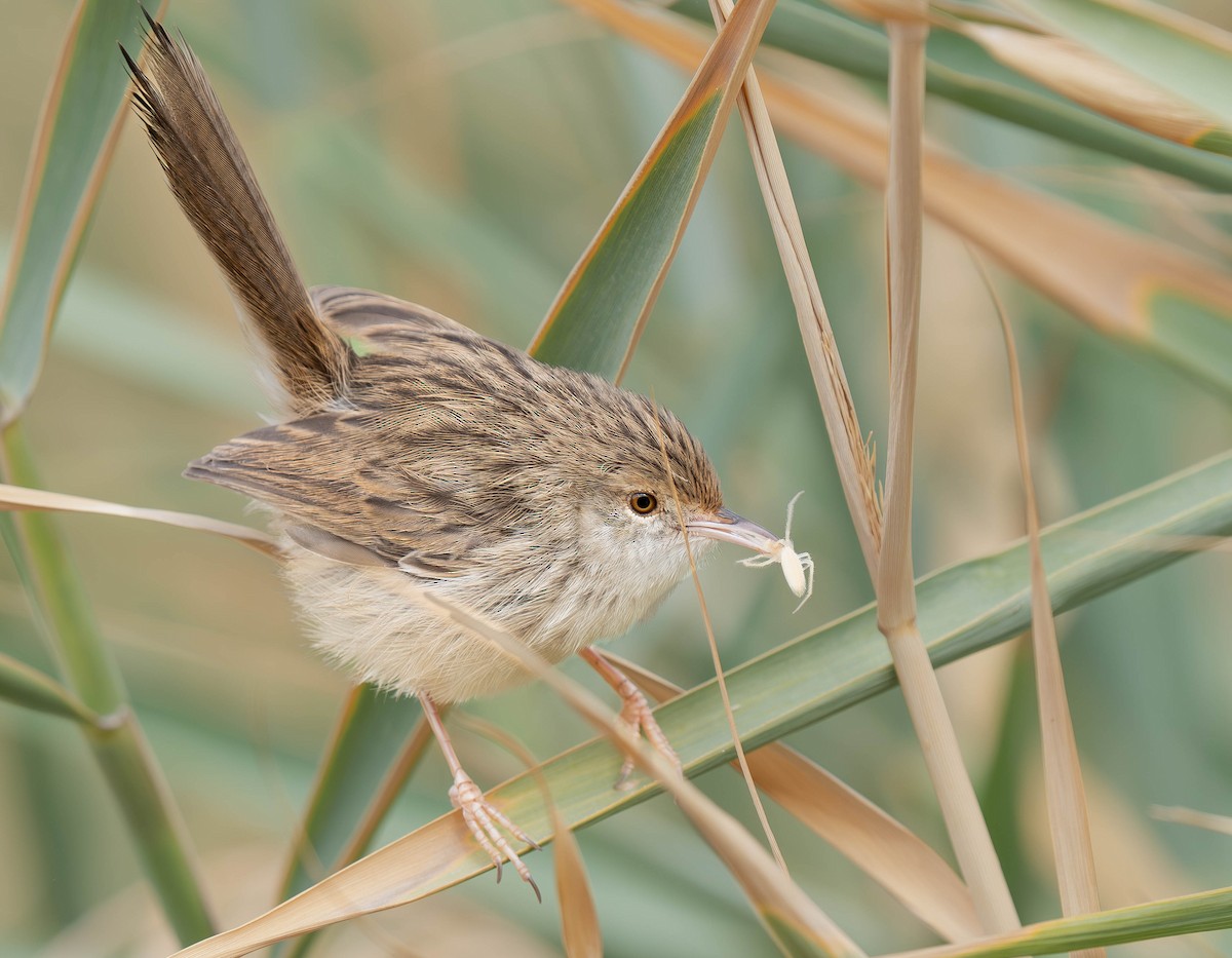 alveprinia - ML646534139