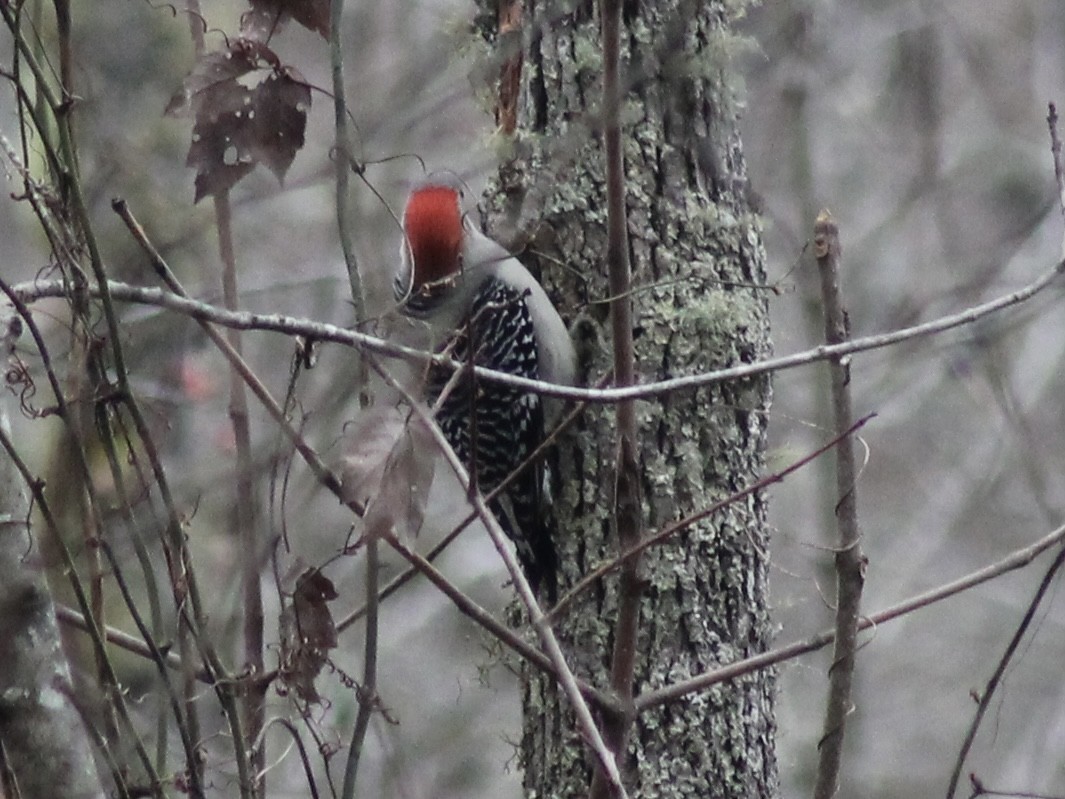 lundspett - ML646534140