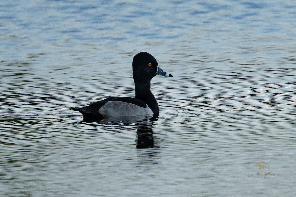 ringand - ML646534142