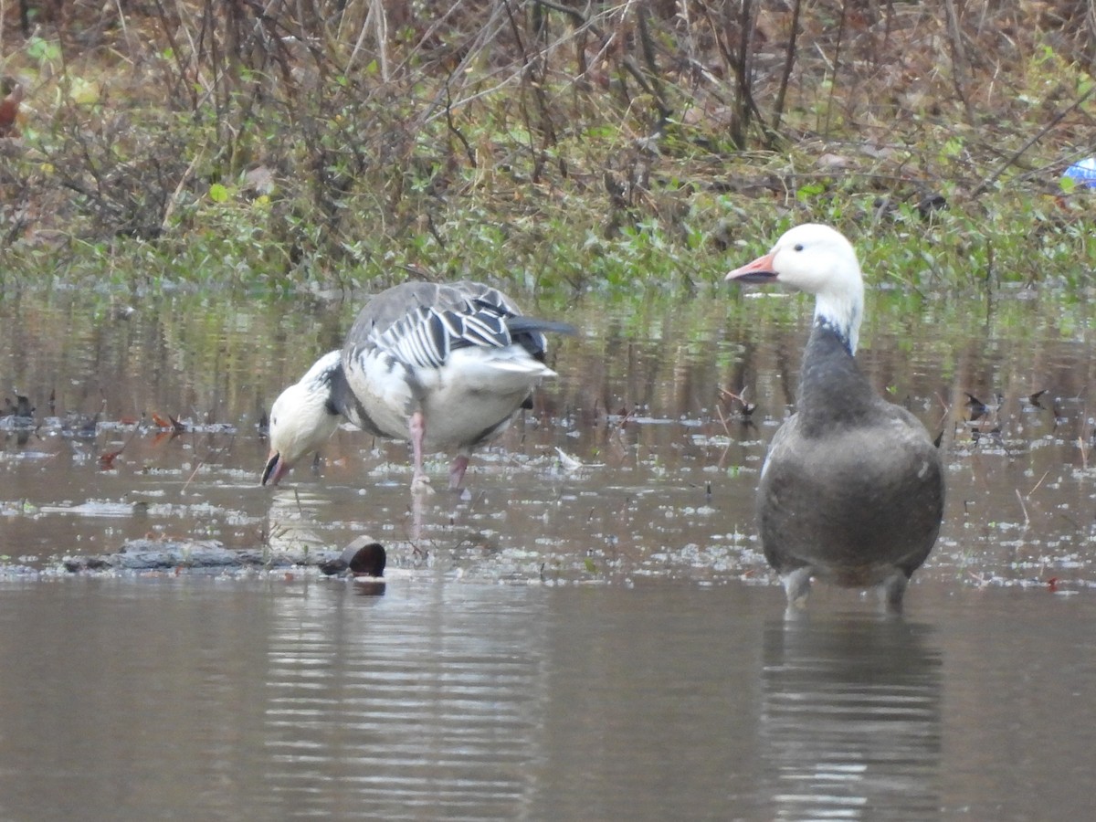 Snow Goose - ML646534144