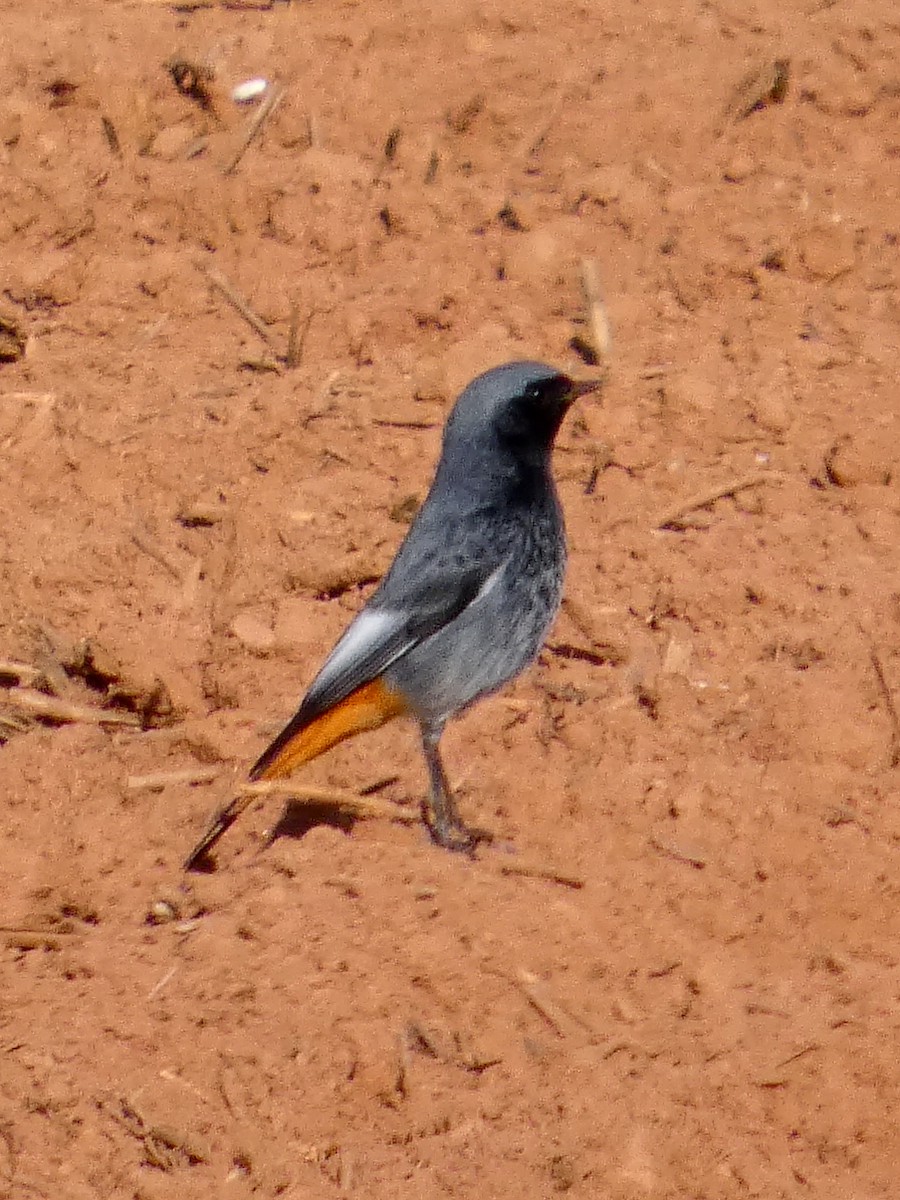 svartrødstjert - ML646534145