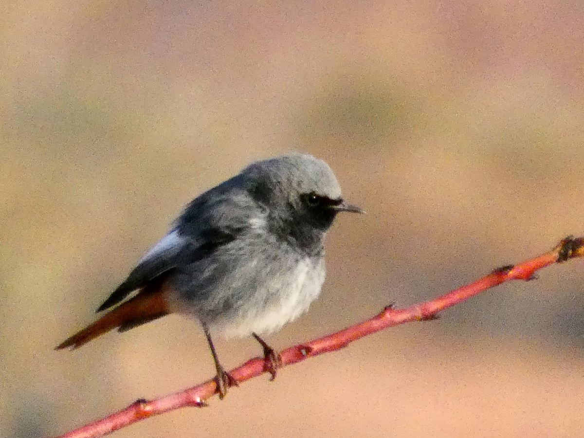 svartrødstjert - ML646534146