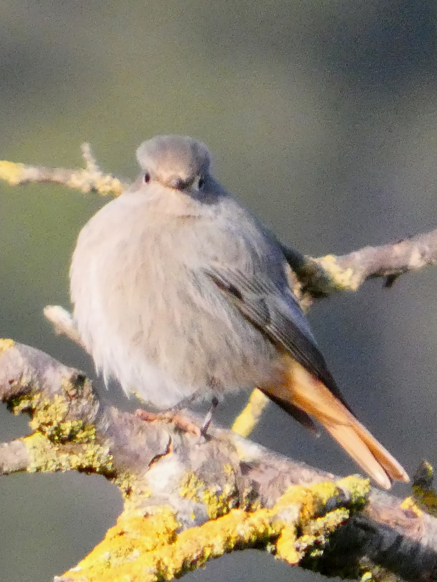 svartrødstjert - ML646534147