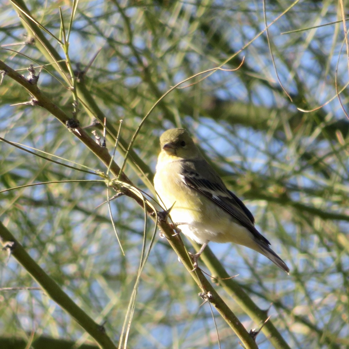 Lesser Goldfinch - ML646534150