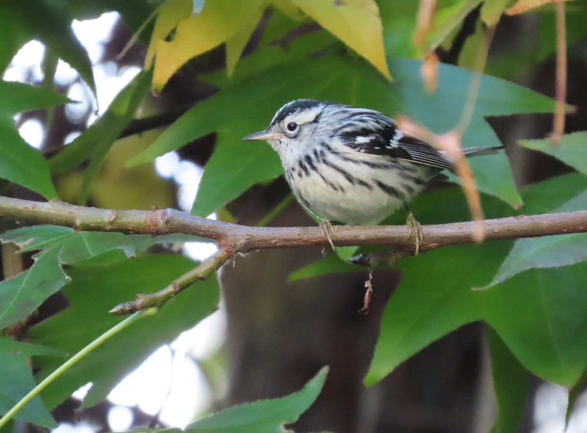 Reinita Trepadora - ML646534155