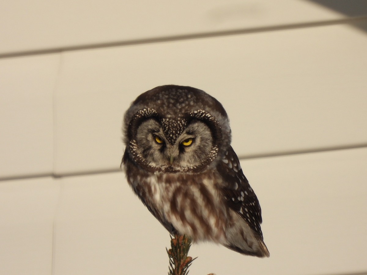 Boreal Owl - ML646534156