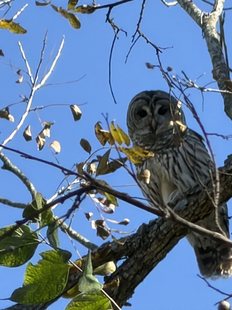 Barred Owl - ML646534159