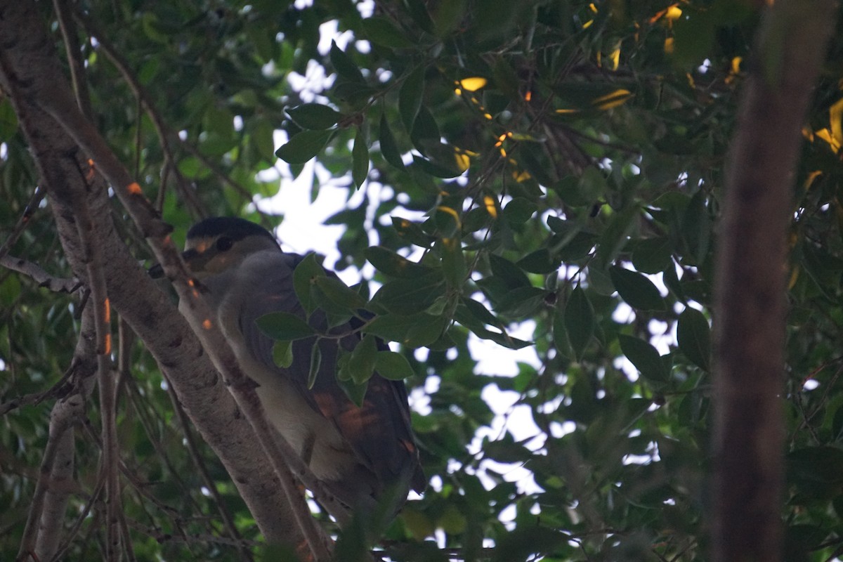 Black-crowned Night Heron - ML646534162