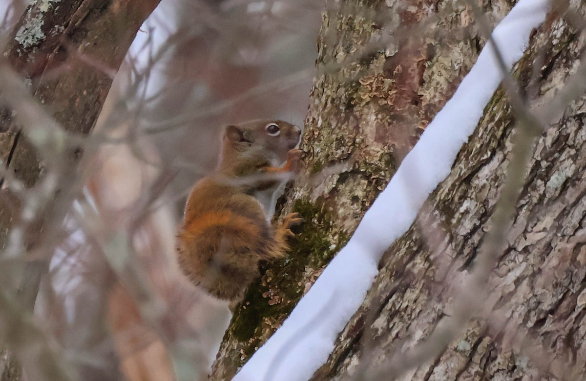Écureuil roux américain - ML646534163