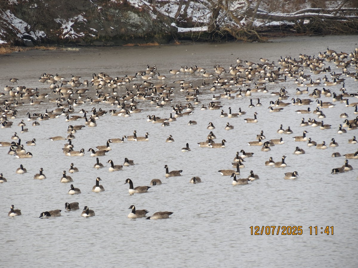 Canada Goose - ML646534168