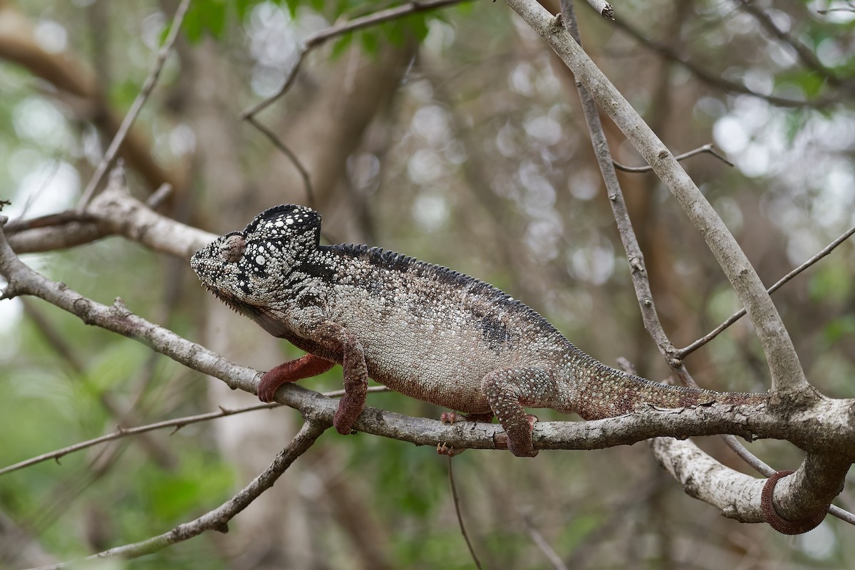 Oustalet's Giant Chameleon - ML646534170