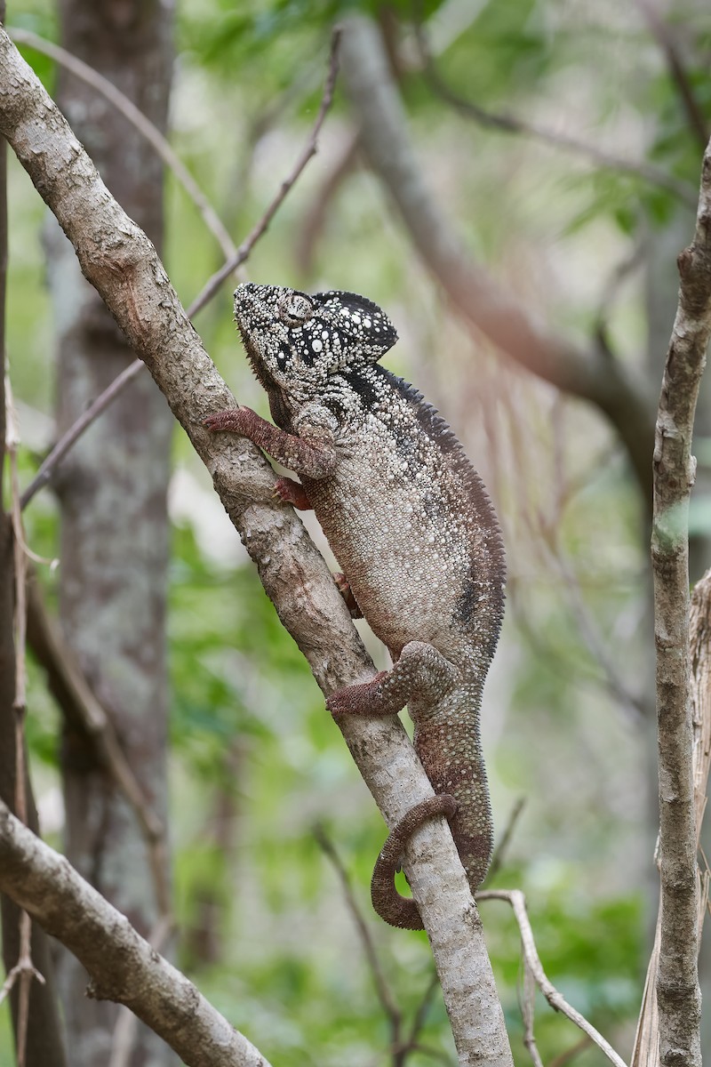 Oustalet's Giant Chameleon - ML646534171